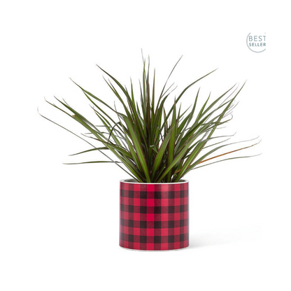 Buffalo Check Planter (Large)