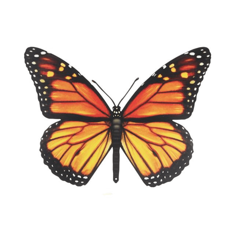 Butterfly (Orange Monarch) Wall Art